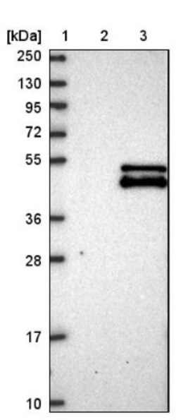 MTERFD2 Antibody, Novus Biologicals 25 &mu;L; Unlabeled:Antibodies, Polyclonal