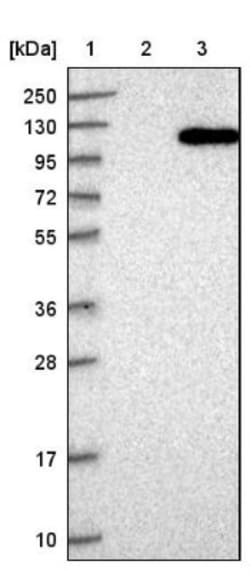 MTF1 Antibody, Novus Biologicals 25 &mu;L; Unlabeled:Antibodies, Polyclonal