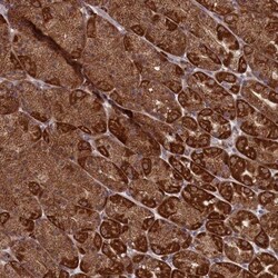 MTFMT Antibody, Novus Biologicals 0.1mL; Unlabeled:Antibodies, Polyclonal