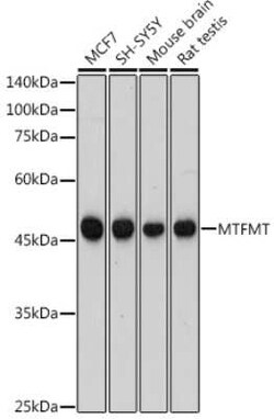 MTFMT Rabbit anti-Human, Mouse, Rat, Polyclonal, Novus Biologicals:Antibodies:Primary