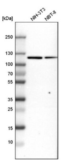 MTHFD1 Antibody, Novus Biologicals 0.1mL; Unlabeled:Antibodies, Polyclonal