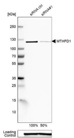 MTHFD1 Antibody, Novus Biologicals 0.1mL; Unlabeled:Antibodies, Polyclonal