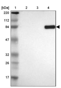 MTIF2 Antibody, Novus Biologicals 0.1mL; Unlabeled:Antibodies, Polyclonal