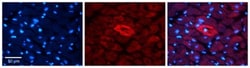 MTRR Antibody, Novus Biologicals:Antibodies:Primary Antibodies