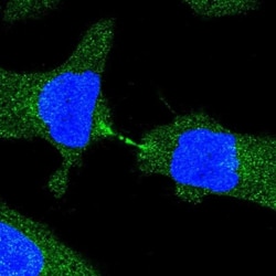 Calsyntenin-1 Antibody, Novus Biologicals:Antibodies:Primary Antibodies