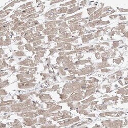 Calsyntenin-1 Antibody, Novus Biologicals:Antibodies:Primary Antibodies