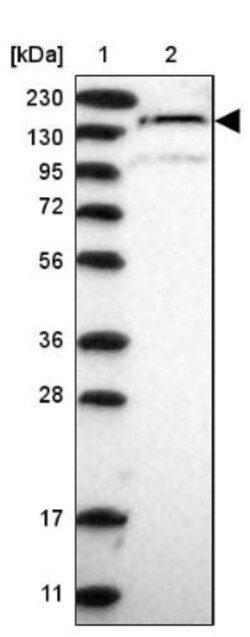 Calsyntenin-1 Antibody, Novus Biologicals:Antibodies:Primary Antibodies