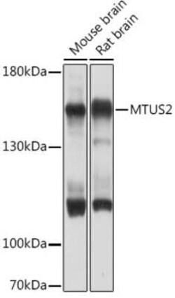 MTUS2 Rabbit anti-Mouse, Rat, Polyclonal, Novus Biologicals 20 &mu;g; Unconjugated:Antibodies,