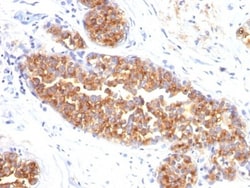 MUC1 Antibody (MUC1/845), Novus Biologicals 0.2mg; Unlabeled:Antibodies,