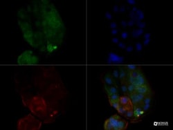 MUC1 Antibody (SM3) - BSA Free, Novus Biologicals 0.025mL; Unlabeled:Antibodies,