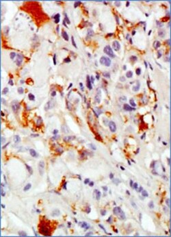 MUC1 Antibody (SM3) - BSA Free, Novus Biologicals 0.025mL; Unlabeled:Antibodies,