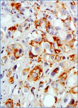 MUC1 Antibody (SM3) - BSA Free, Novus Biologicals 0.025mL; Unlabeled:Antibodies,