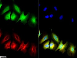 MUC1 Antibody - BSA Free, Novus Biologicals 0.1mg; Unlabeled:Antibodies,