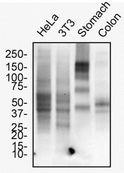 MUC1 Antibody - BSA Free, Novus Biologicals 0.1mg; Unlabeled:Antibodies,