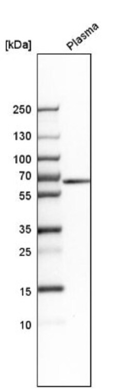 MUC13 Antibody, Novus Biologicals 25 &mu;L, Unconjugated:Antibodies, Polyclonal