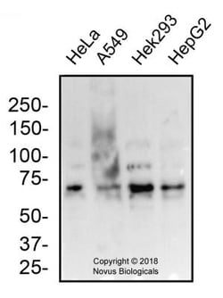 MUC13 Antibody - BSA Free, Novus Biologicals 0.1mg; Unlabeled:Antibodies,