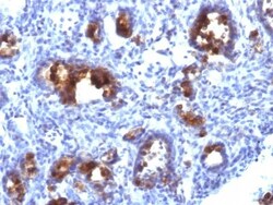 MUC3 Antibody (MUC3/1154), Novus Biologicals 0.2mg; Unlabeled:Antibodies,