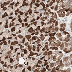 MUC3 Antibody, Novus Biologicals 0.1mL; Unlabeled:Antibodies, Polyclonal