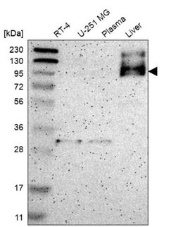 MUCDHL Antibody, Novus Biologicals 25 &mu;L, Unconjugated:Antibodies, Polyclonal