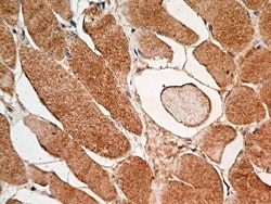 MUL1 Antibody (3G2.2F7) - BSA Free, Novus Biologicals 0.1mg; Unlabeled:Antibodies,