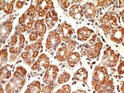 MUL1 Antibody (3G2.2F7) - BSA Free, Novus Biologicals 0.1mg; Unlabeled:Antibodies,