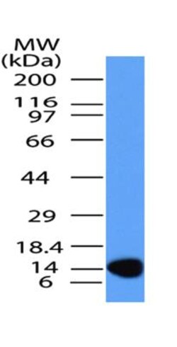 MUL1 Antibody (3G2.2F7) - BSA Free, Novus Biologicals 0.1mg; Unlabeled:Antibodies,
