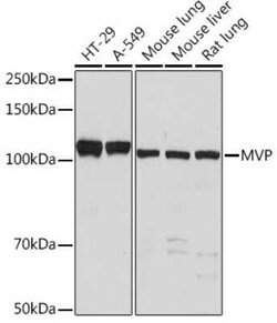 MVP Rabbit anti-Human, Mouse, Rat, Clone: 4S1H7, Novus Biologicals:Antibodies:Primary