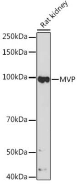 MVP Rabbit anti-Human, Mouse, Rat, Clone: 4S1H7, Novus Biologicals:Antibodies:Primary
