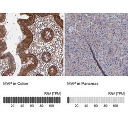 MVP Antibody, Novus Biologicals 0.1mL; Unlabeled:Antibodies, Polyclonal