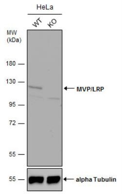 MVP Antibody, Novus Biologicals 0.1mg; Unlabeled:Antibodies, Polyclonal