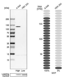 MVP Antibody, Novus Biologicals 0.1mL; Unlabeled:Antibodies, Polyclonal