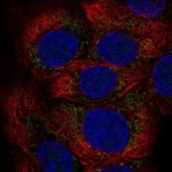 MXRA5 Rabbit anti-Human, Polyclonal, Novus Biologicals 25 &mu;g; Unconjugated:Antibodies,