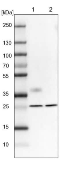 MXRA7 Antibody, Novus Biologicals:Antibodies:Primary Antibodies