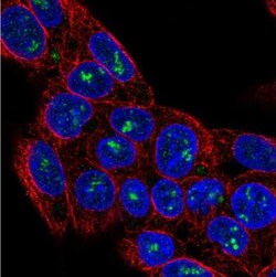 MXRA8/DICAM Antibody, Novus Biologicals 0.1mL; Unlabeled:Antibodies, Polyclonal