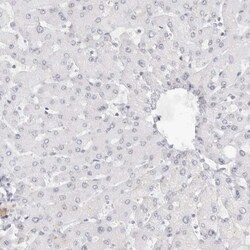 HOMER2 Antibody, Novus Biologicals:Antibodies:Primary Antibodies