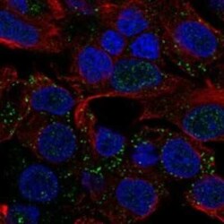 MYBPHL Rabbit anti-Human, Polyclonal, Novus Biologicals 25 &mu;g; Unconjugated:Antibodies,
