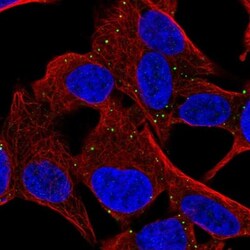 MYCBPAP Antibody, Novus Biologicals:Antibodies:Primary Antibodies