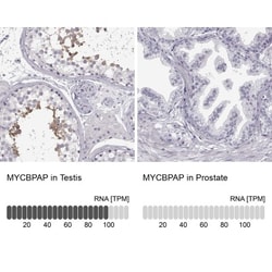 MYCBPAP Antibody, Novus Biologicals:Antibodies:Primary Antibodies