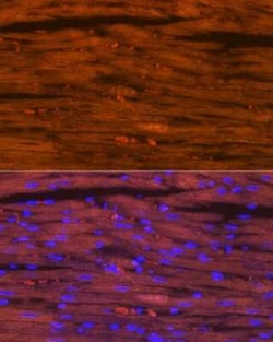 MYH6/7 Rabbit anti-Mouse, Rat, Clone: 6V0G1, Novus Biologicals 20 &mu;g;