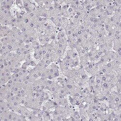 MYH6 Antibody (CL2148), Novus Biologicals:Antibodies:Primary Antibodies
