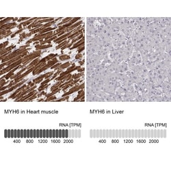 MYH6 Antibody (CL2148), Novus Biologicals:Antibodies:Primary Antibodies