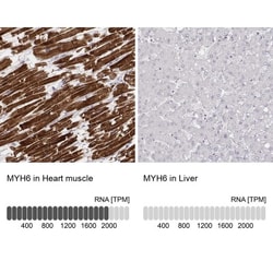 MYH6 Antibody (CL2155), Novus Biologicals:Antibodies:Primary Antibodies