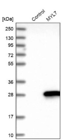 MYL7 Antibody, Novus Biologicals 25 &mu;L; Unlabeled:Antibodies, Polyclonal