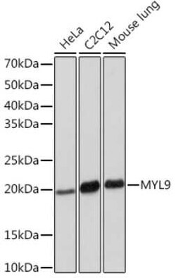 MYL9 Rabbit anti-Human, Mouse, Clone: 4C9E8, Novus Biologicals:Antibodies:Primary