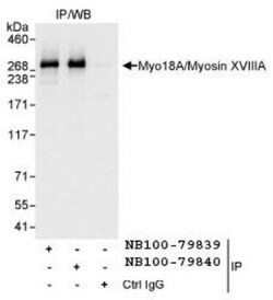 MYO18A Antibody, Novus Biologicals 0.1mL; Unlabeled:Antibodies, Polyclonal