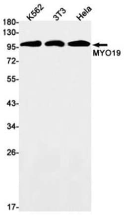 MYO19 Rabbit anti-Human, Clone: S03-8A7, Novus Biologicals 100 &mu;g | Buy Online | Novus Biologicals | Fisher Scientific