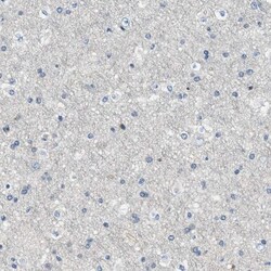 MYO1G Antibody, Novus Biologicals 0.1mL; Unlabeled:Antibodies, Polyclonal