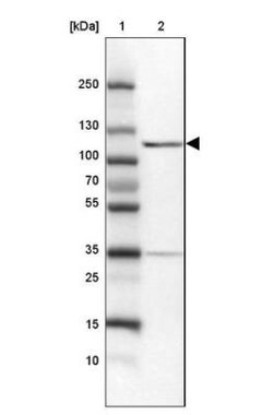 MYO1G Antibody, Novus Biologicals 0.1mL; Unlabeled:Antibodies, Polyclonal