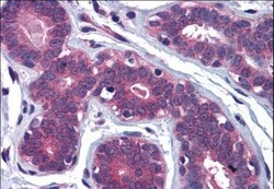 MYRIP Antibody, Novus Biologicals 0.1mg; Unlabeled:Antibodies, Polyclonal