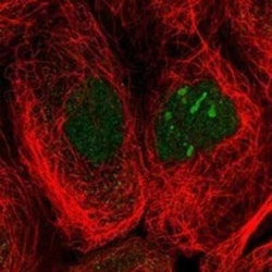 MYSM1 Rabbit anti-Human, Polyclonal, Novus Biologicals:Antibodies:Primary